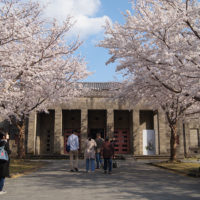 岩国徴古館の桜 | 岩国・錦帯橋のお土産なら岩国れんこんポタージュのFRoots（エフルーツ）