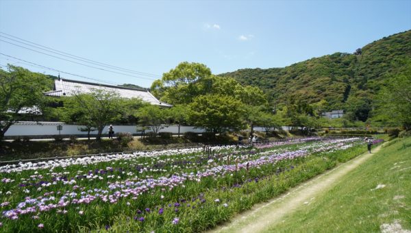 吉香花菖蒲園 | 岩国のお土産なられんこんポタージュのFRoots