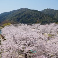 錦帯橋の桜が満開 | 岩国のお土産なられんこんポタージュのFRoots