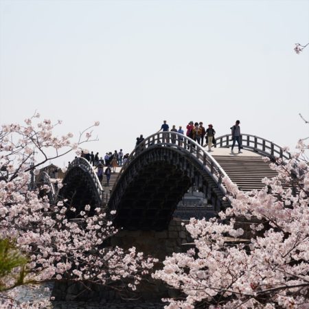 錦帯橋の桜が満開 | 岩国のお土産なられんこんポタージュのFRoots