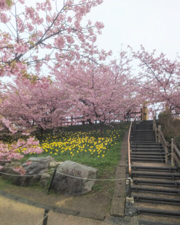 城山歴史公園の河津桜