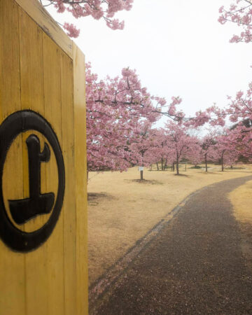 城山歴史公園の河津桜