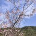 錦帯橋の桜はいつ？ | 岩国のお土産なられんこんポタージュのFRoots